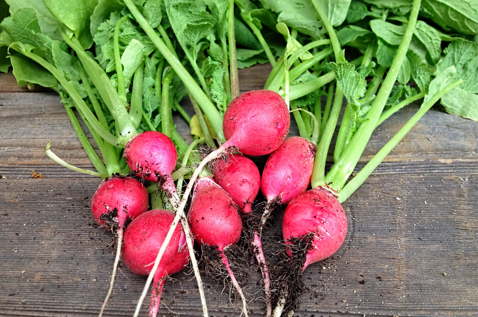 Radishes from the Garden - NutritionYouCanTrust.com