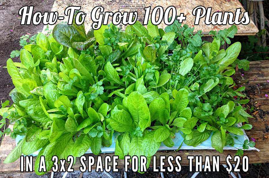 How-To Grow 100+ Plants in a 3x2 Space For Less Than $20