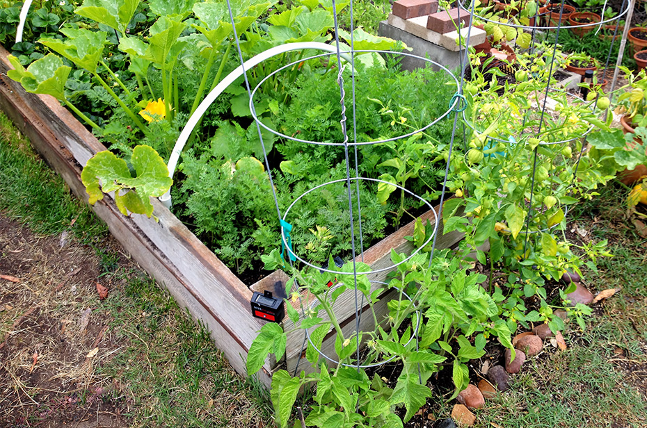 Roasted Garlic Maple Rainbow Carrots - Pre-Harvest