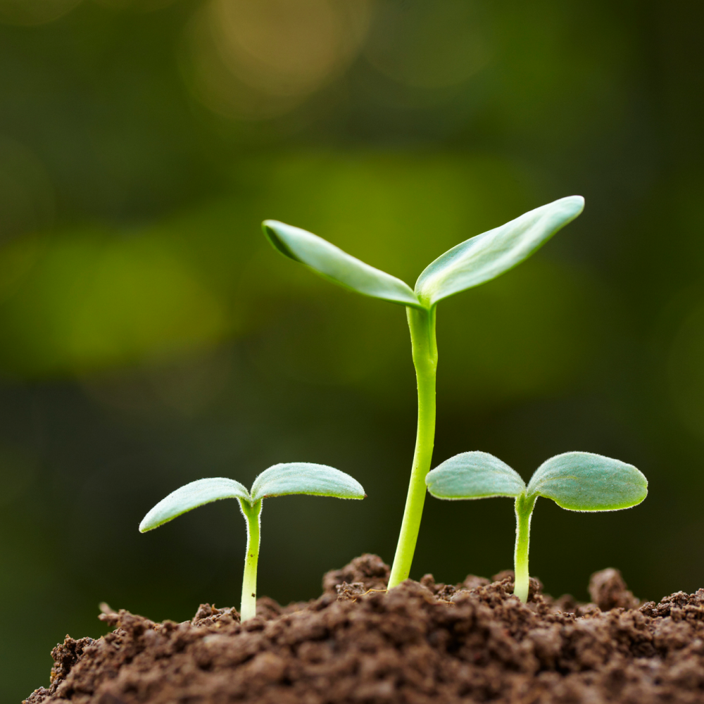 HCL Activator - Image 6