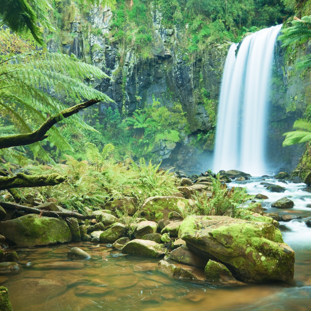 Max B - ND (8oz) - Image 6