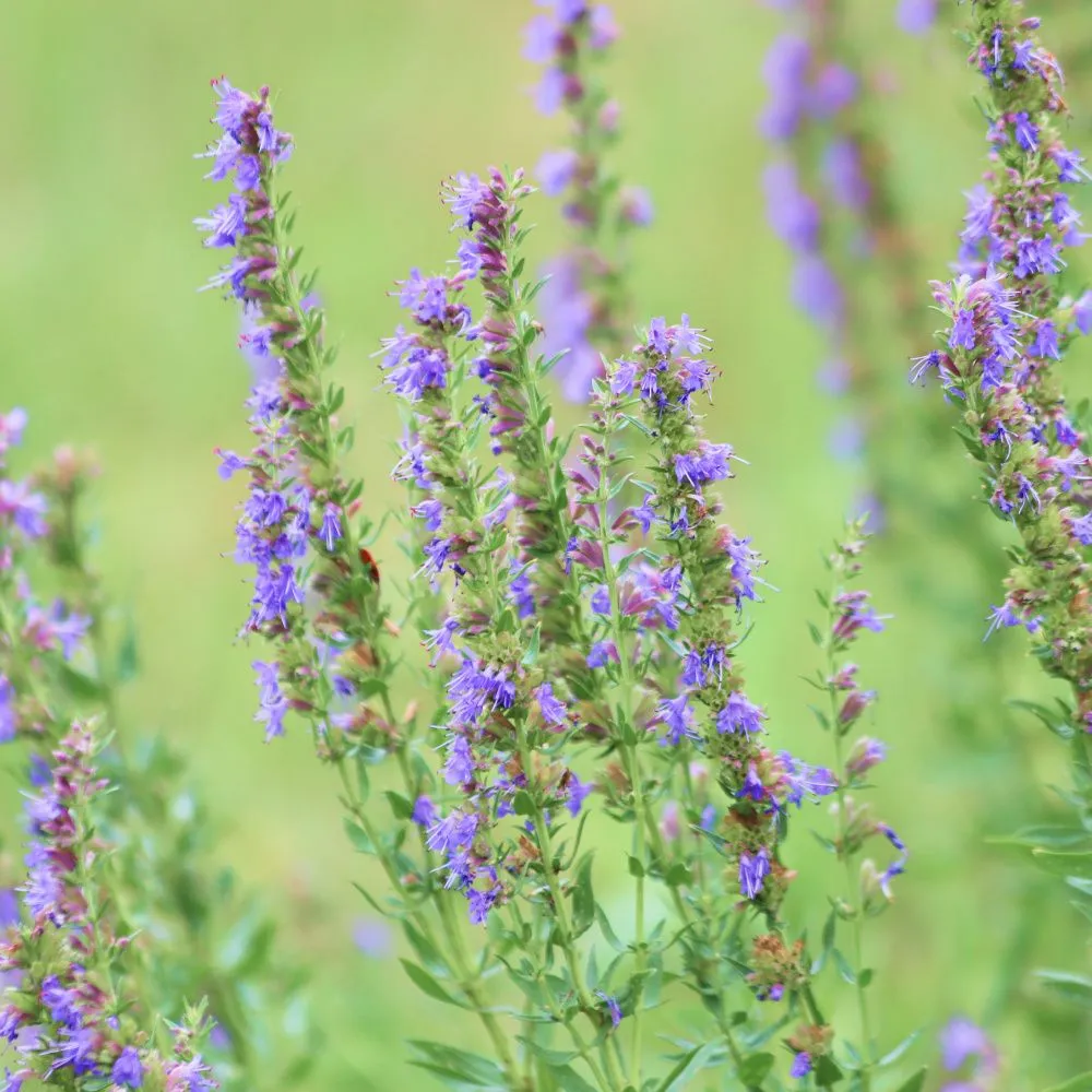 Hyssinol™ - Image 6