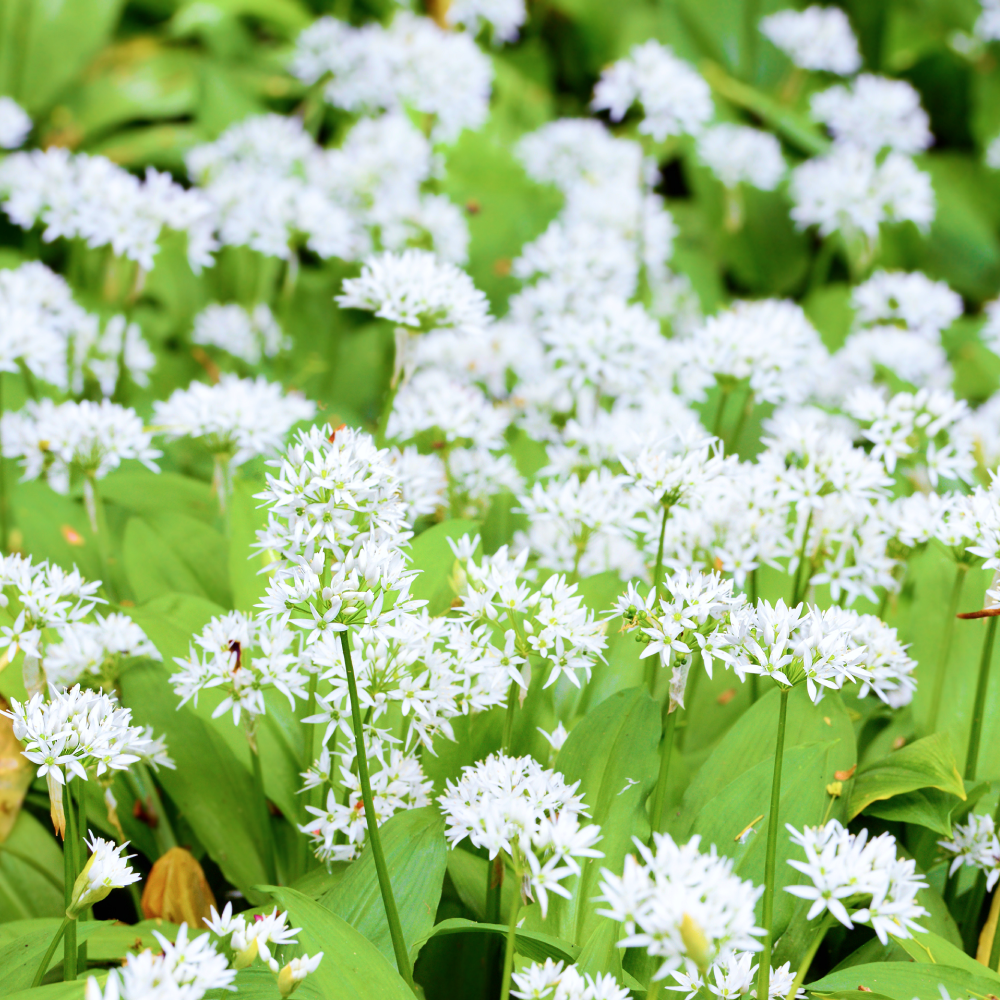 Allicidin® - Image 2