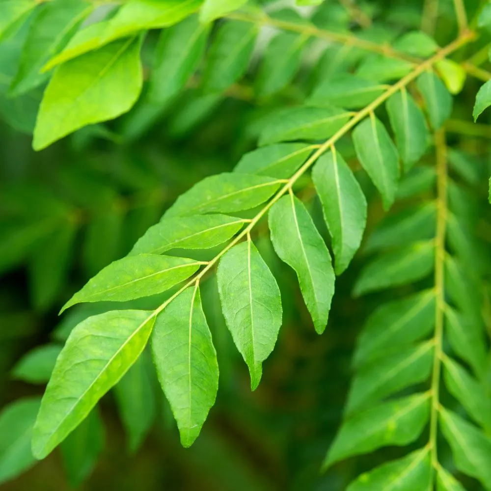 Phyto Iron - Image 4