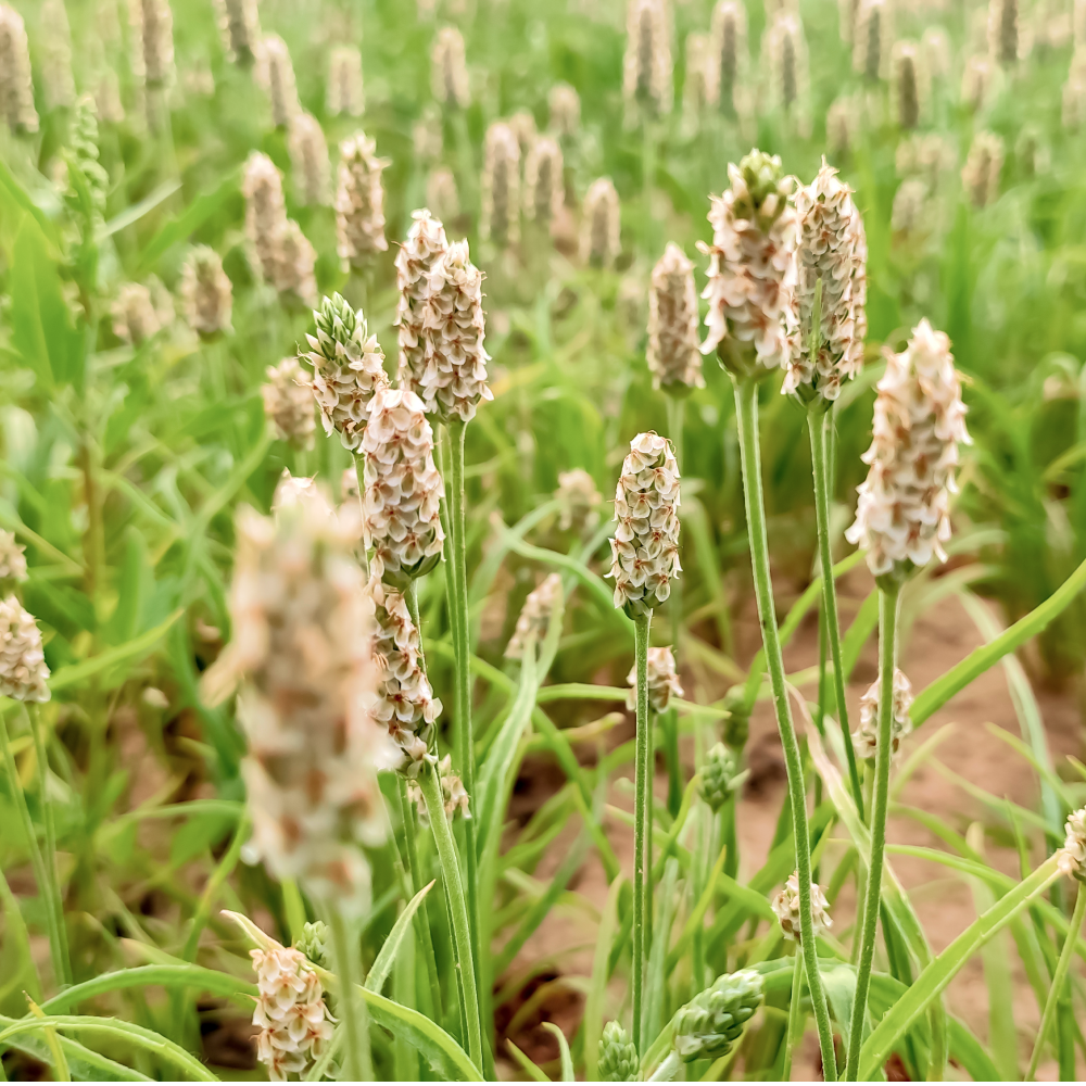 Psyllium Fiber - Image 5